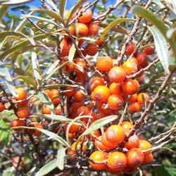 Hippophae rhamnoides